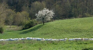 Ferme des Pampilles