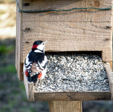 © Oiseaux des mangeoires - <em>ile du Beurre</em>