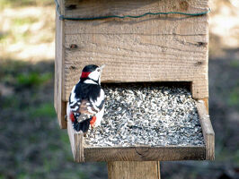 Oiseaux des mangeoires