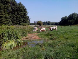 Libellules, papillons et compagnie