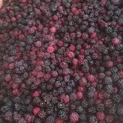 préparation framboises