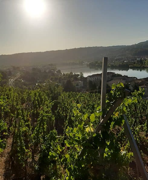 Vue sur les vignes