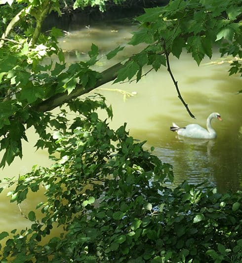 Cygnes le long de la ViaRhôna