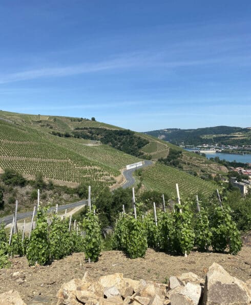 Sentier des vignes