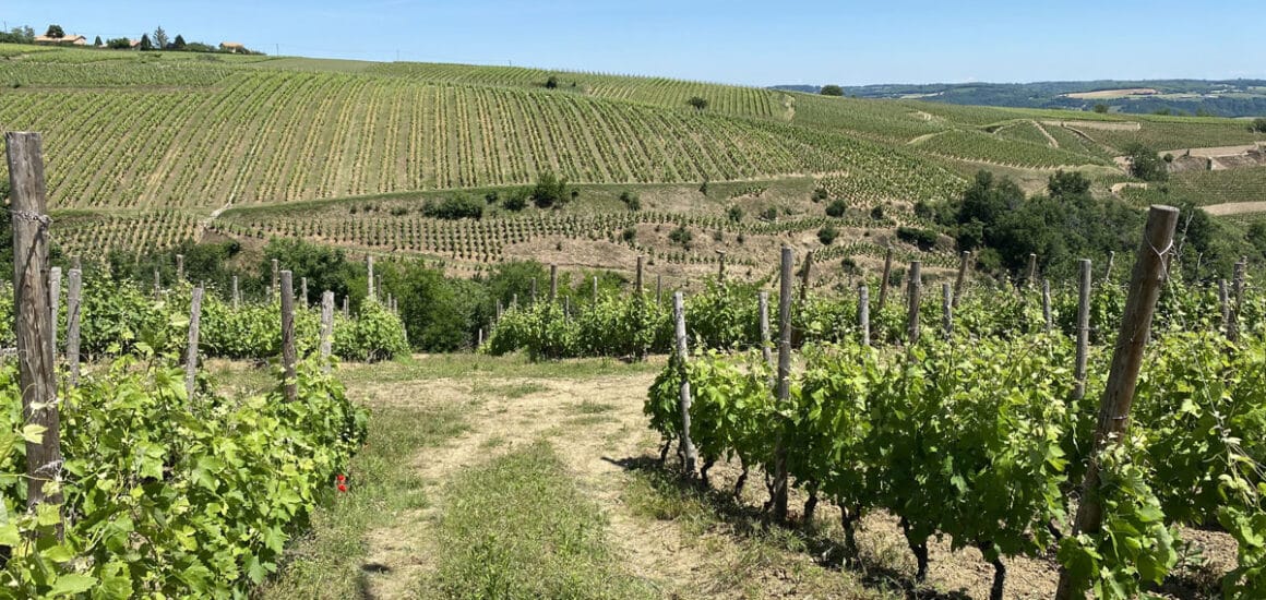 Sentier des vignes