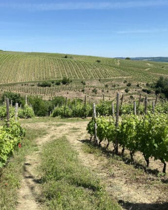 Sentier des vignes