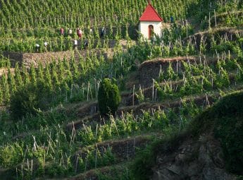 Coteaux escarpés de la vallée du Rhône Nord