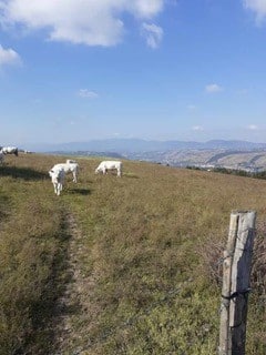 Sur les hauteurs de Vienne