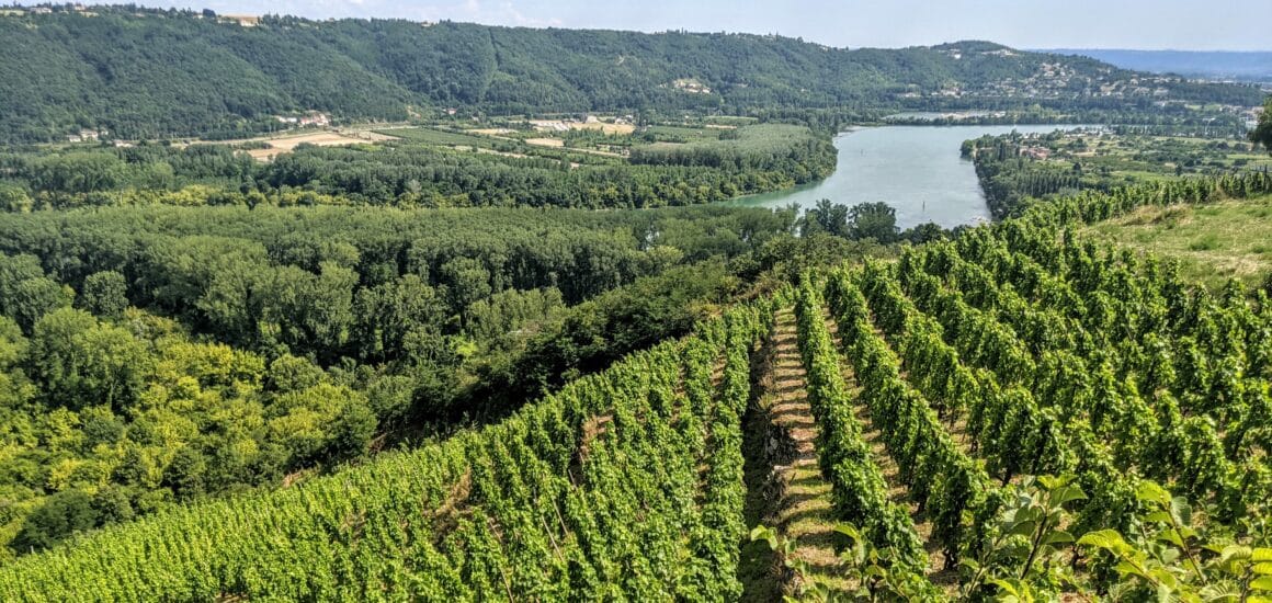 Journée randonnée à vélo dans les vignobles