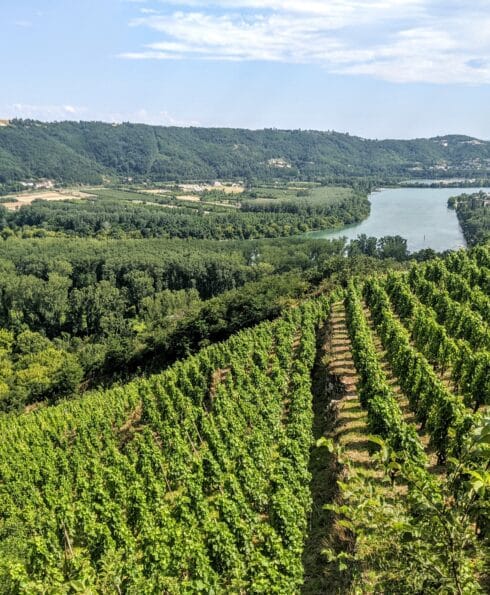 Journée randonnée à vélo dans les vignobles