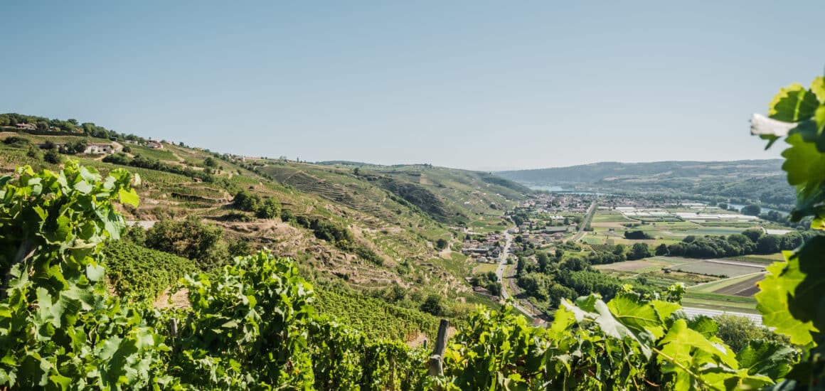 Vignoble de Côte-Rôtie au soleil