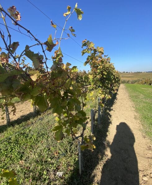 vignes vienne condrieu