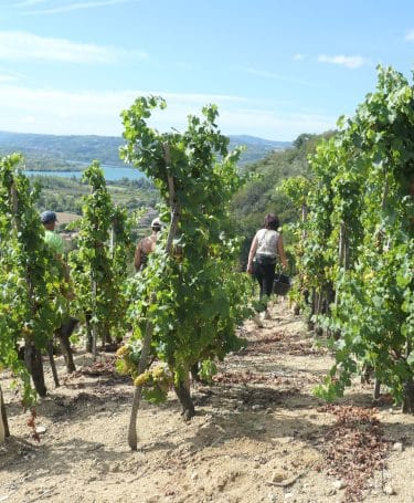 Vendanges condrieu