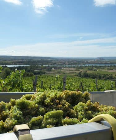 Vendanges condrieu