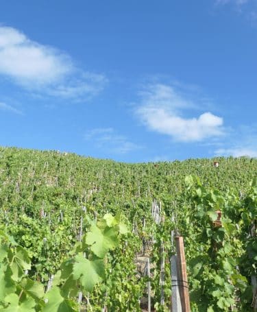 Vendanges Condrieu