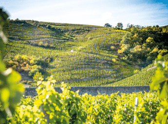 Vignobles très ensoleillés