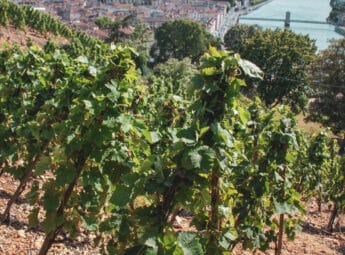 Vitis Vienna