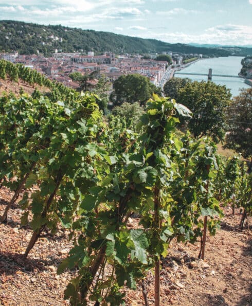 Vitis Vienna