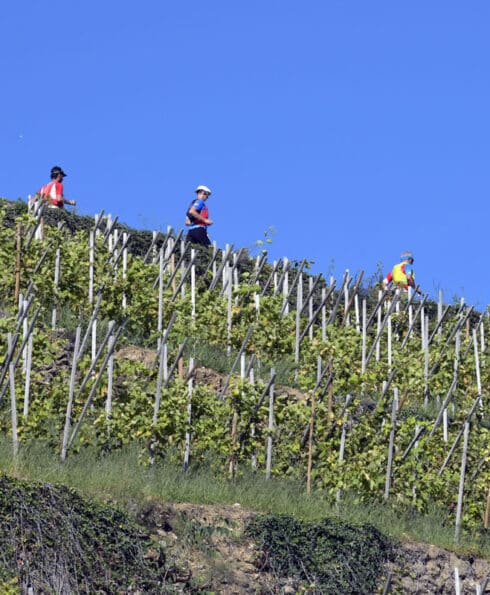 Personnes courant dans les vignes