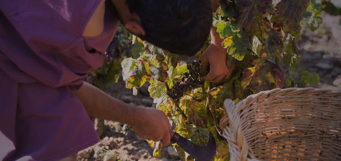 Homme en toge cueillant du raisin, avec un panier