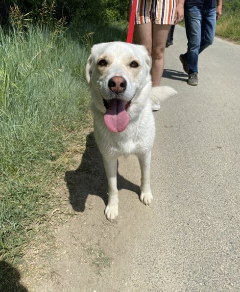 Roxy