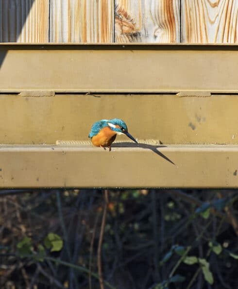 Petit oiseau coloré perché sur une passerelle au-dessus de l'eau