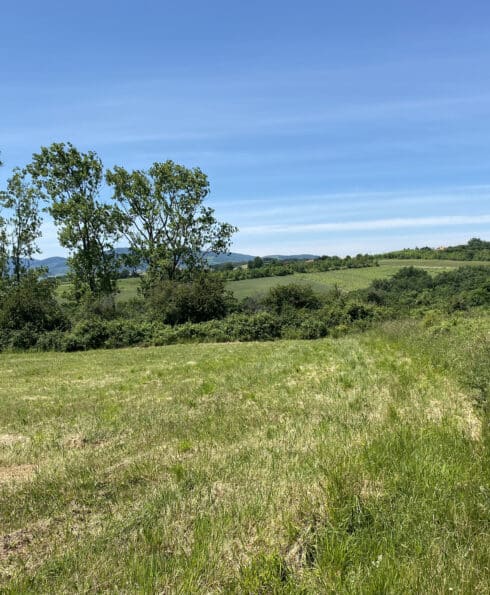 Paysage naturel avec un pré et des arbres