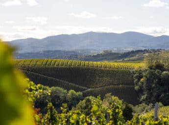 Vue sur le vignoble