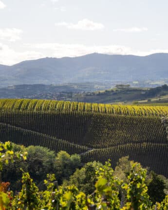 Vue sur le vignoble