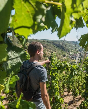 Jeune homme dans les vignes