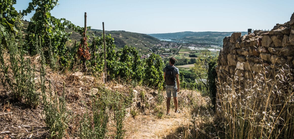 Jeune homme se baladant dans le vignoble de Côte-Rôtie