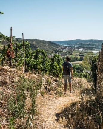 Jeune homme se baladant dans le vignoble de Côte-Rôtie