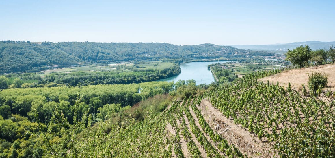 Vignoble et Rhône depuis le belvédère de Tupin-et-Semons