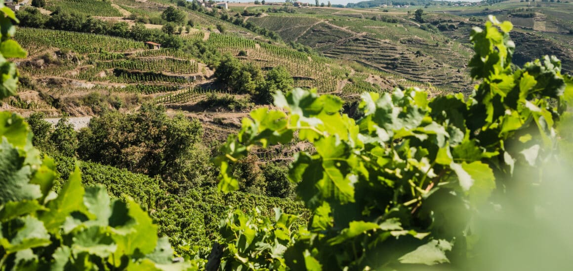Vignoble de Côte-Rôtie ensoleillé