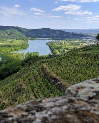 Vignoble et Rhône en contrebas