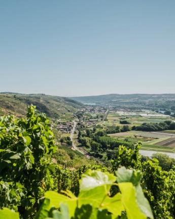 Shooting vignobles Tupins-et-Semons 08-2022 © Sylvain Dalman (5) (1)