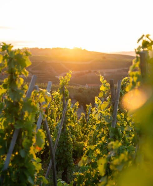 Vignoble