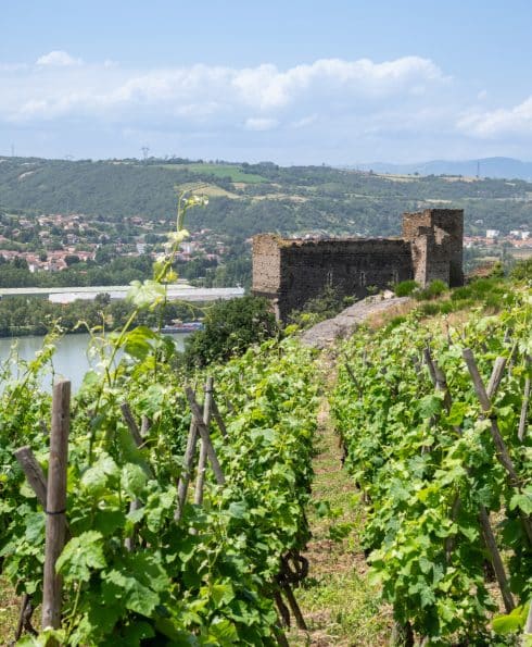 Vignoble Vitis Vienna
